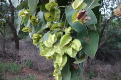 Terminalia alata